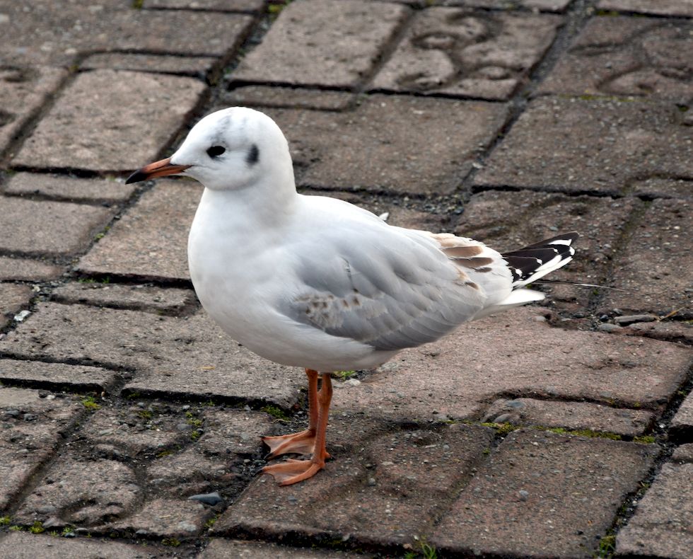 F066ap-877-1-Puerto-Varas-Gaviotas -Cahuil-10-8-m.jpg